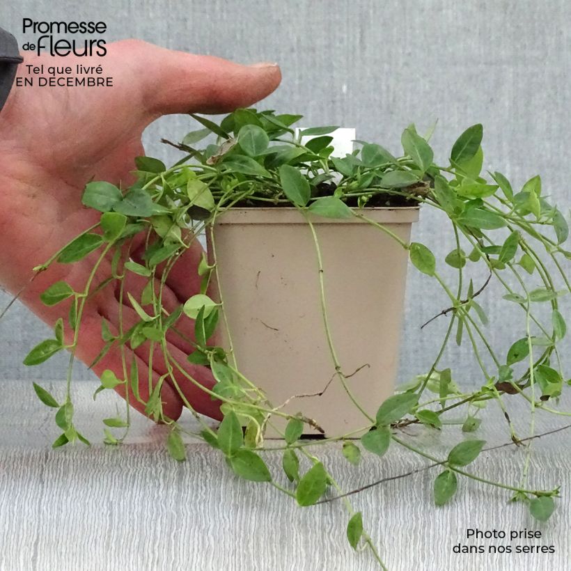 Vinca minor Gertrude Jekyll - Pervinca minore Vasetto da 8/9 cm esemplare consegnato in inverno