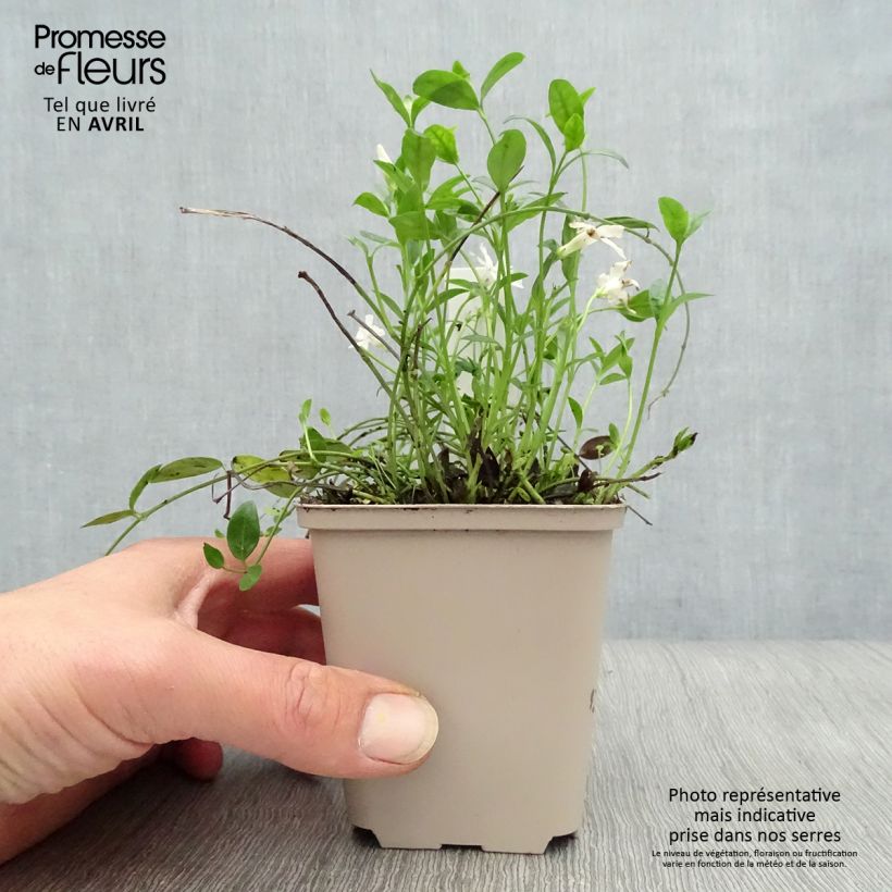 Vinca minor Gertrude Jekyll - Pervinca minore Vasetto da 8/9 cm esemplare consegnato in primavera