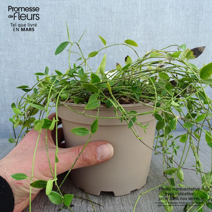 Vinca minor Gertrude Jekyll - Pervinca minore Vaso da 2L/3L esemplare consegnato in inverno