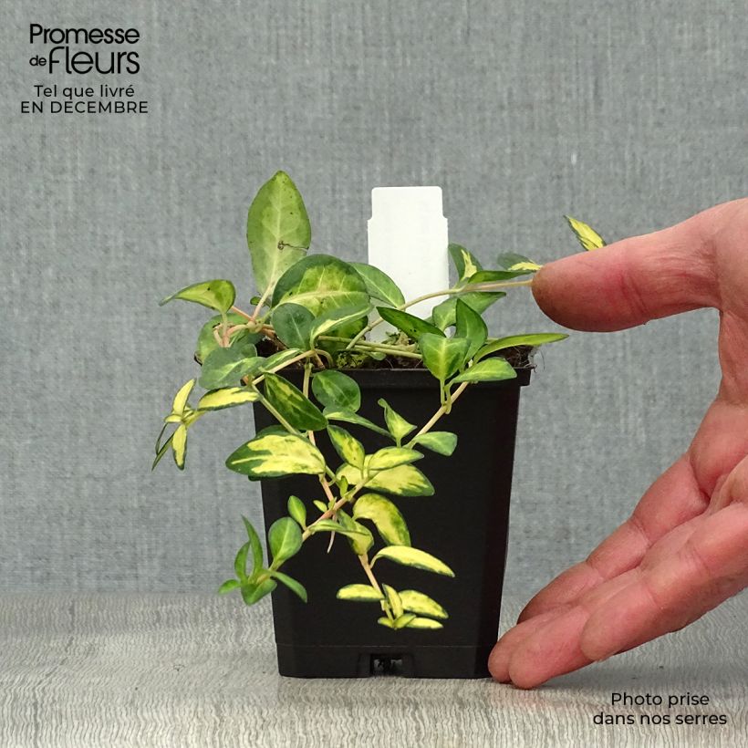 Vinca minor Illumination - Pervinca minore Vasetto da 8/9 cm esemplare consegnato in inverno