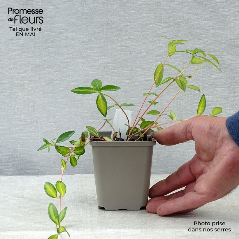 Vinca minor Illumination - Pervinca minore Vasetto da 8/9 cm esemplare consegnato in primavera