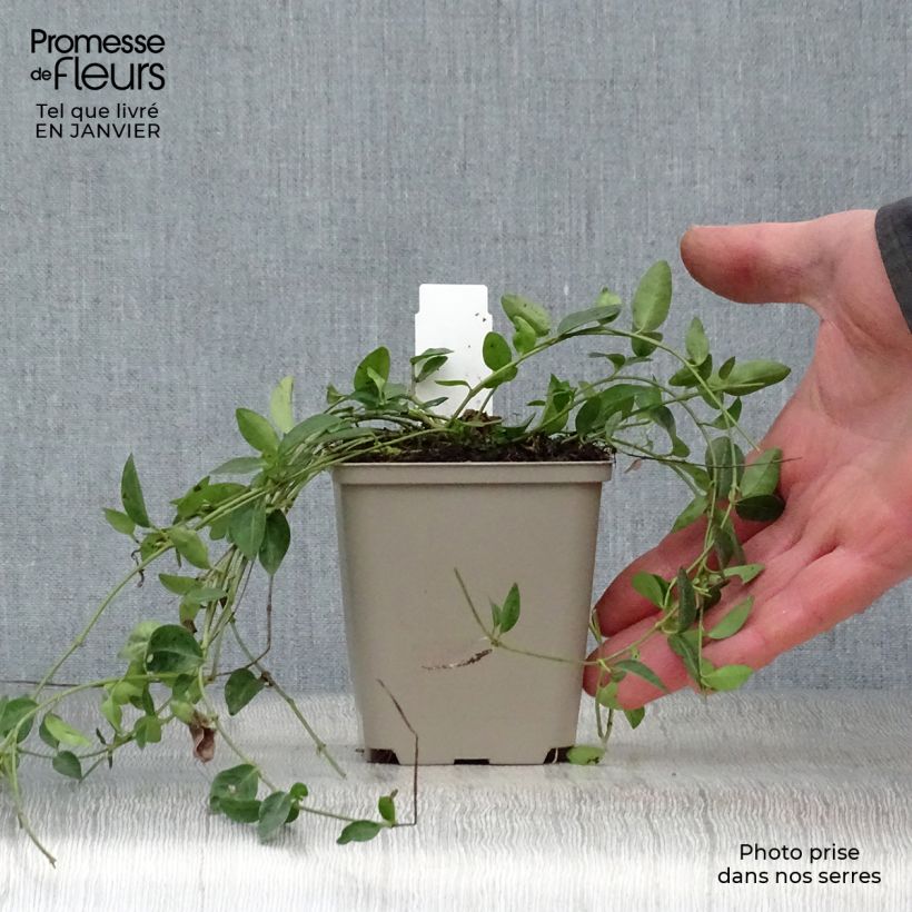 Vinca minor Josefine - Pervinca minore Vasetto da 8/9 cm esemplare consegnato in inverno