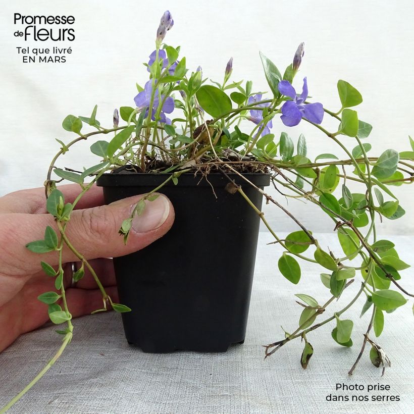Vinca minor Marie - Pervinca minore Vasetto da 8/9 cm esemplare consegnato in inverno