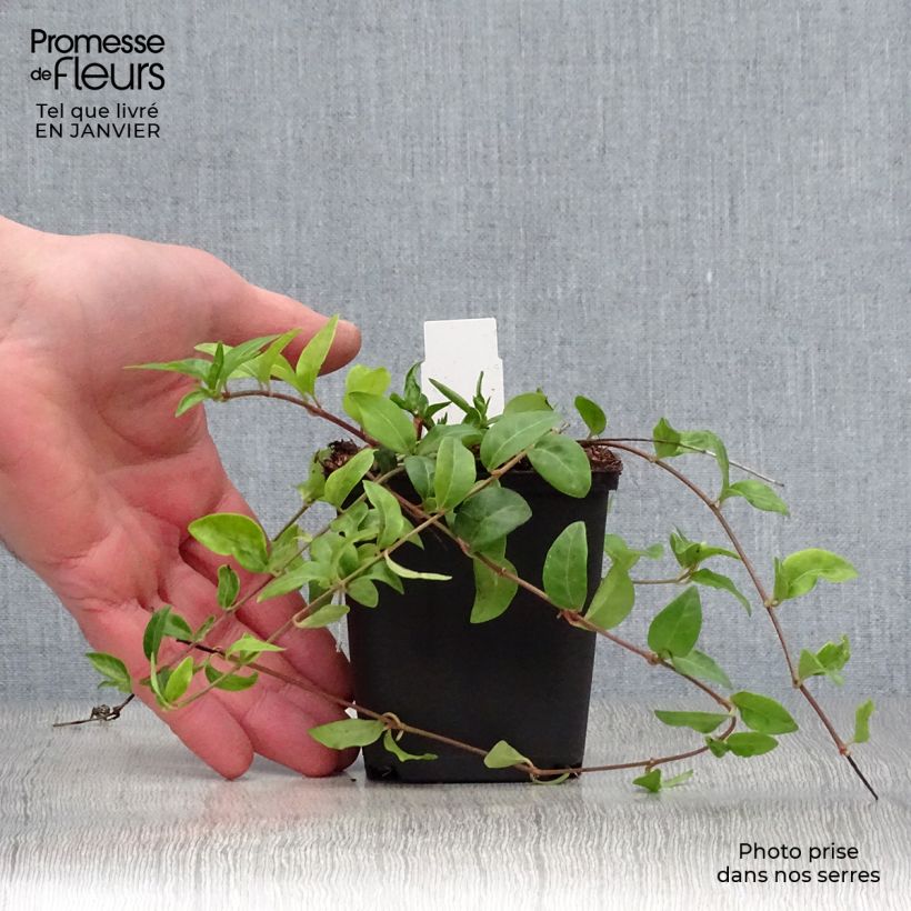 Vinca minor Multiplex - Pervinca minore Vasetto da 8/9 cm esemplare consegnato in inverno