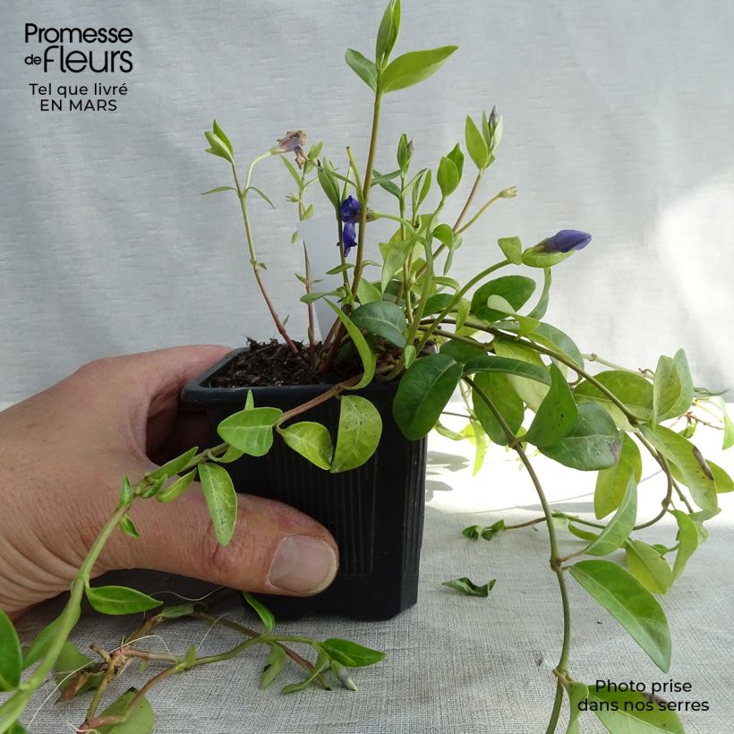 Pervinca minore - Vinca minor Vasetto da 7/8 cm esemplare consegnato in inverno