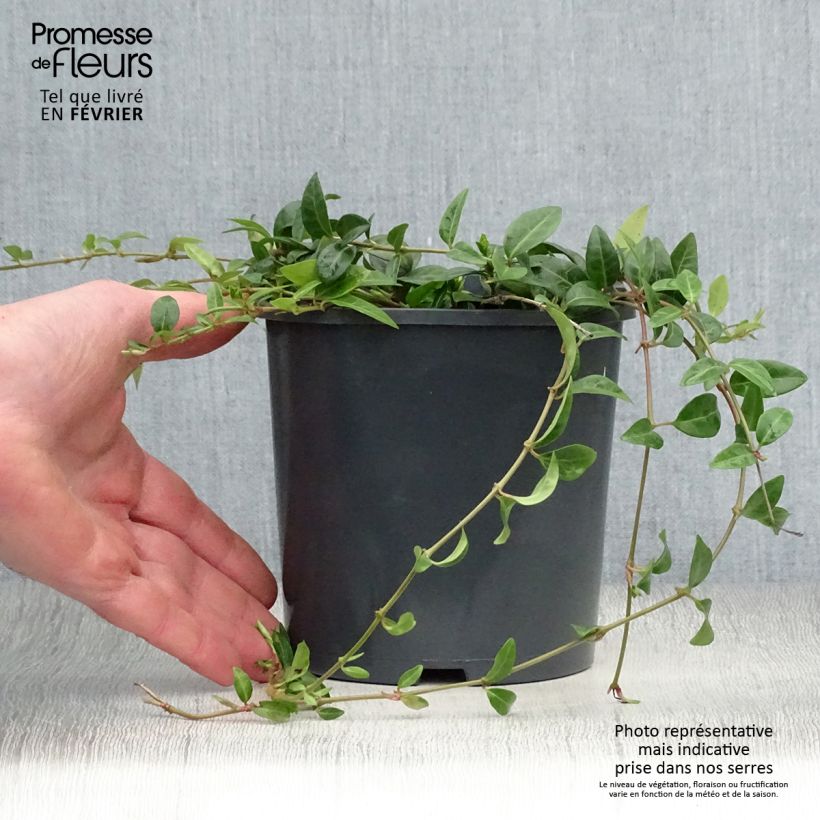 Pervinca minore - Vinca minor Vaso da 2L/3L esemplare consegnato in inverno