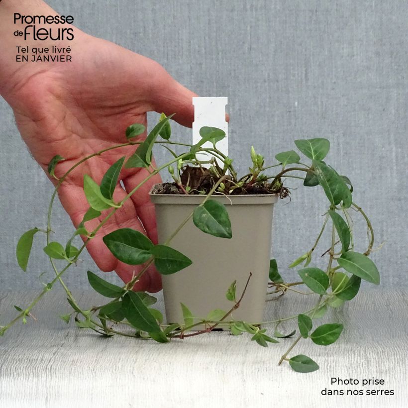 Vinca minor White Power - Pervinca minore Vasetto da 8/9 cm esemplare consegnato in inverno