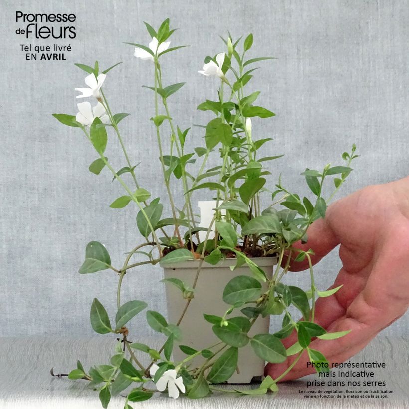 Vinca minor White Power - Pervinca minore Vasetto da 8/9 cm esemplare consegnato in primavera