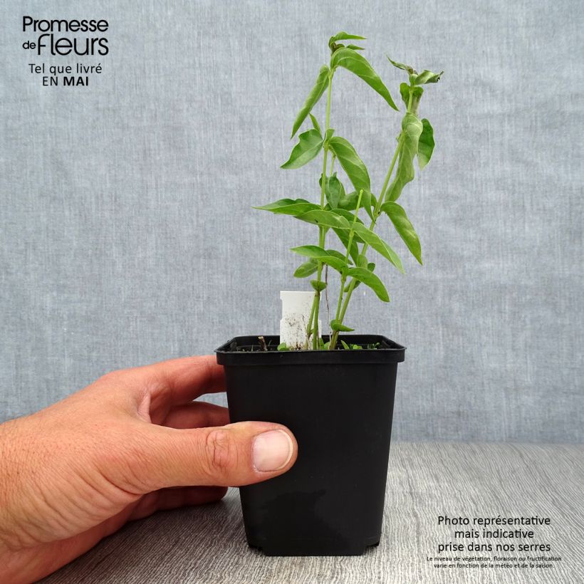 Vincetoxicum hirundinaria - Vincetossico comune Vasetto da 8/9 cm esemplare consegnato in primavera