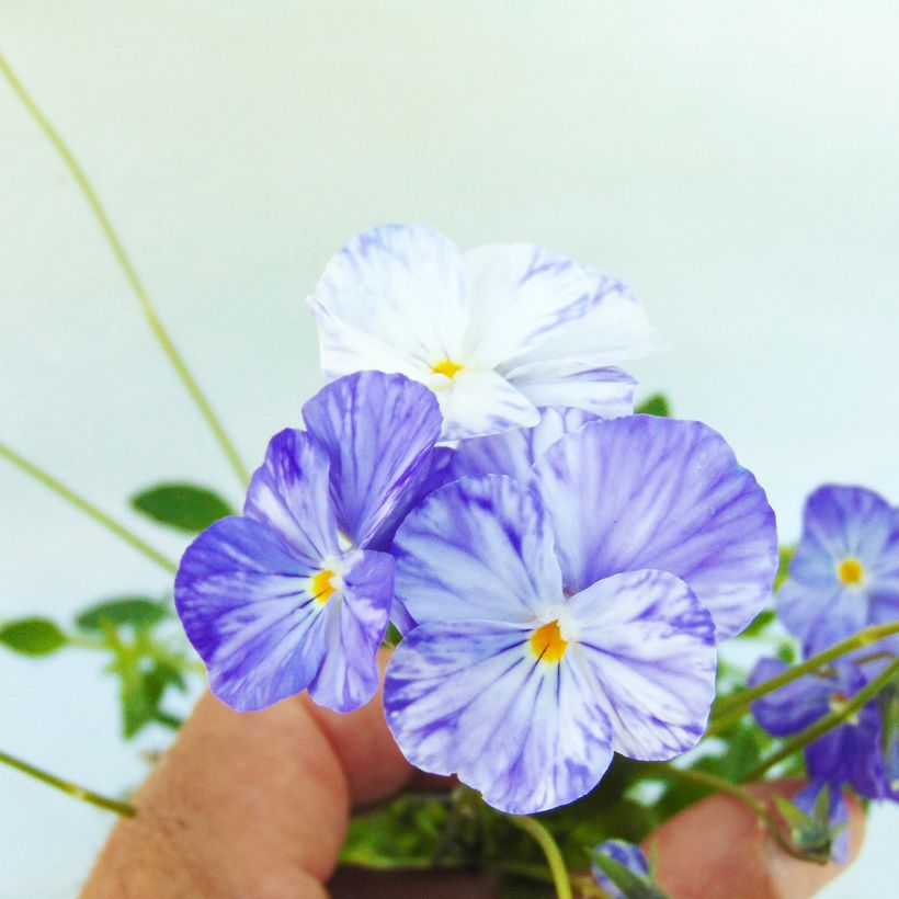 Viola cornuta Columbine (Fioritura)