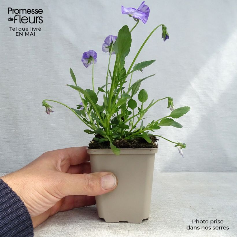 Viola cornuta Columbine Vasetto da 8/9 cm esemplare consegnato in primavera