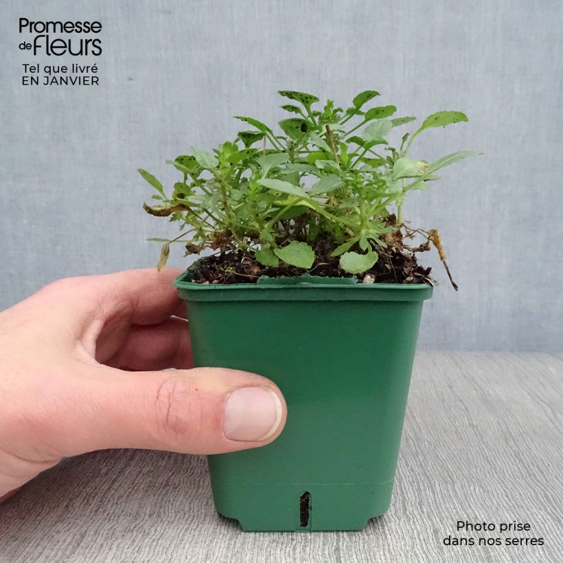 Viola cornuta Columbine Vasetto da 8/9 cm esemplare consegnato in inverno