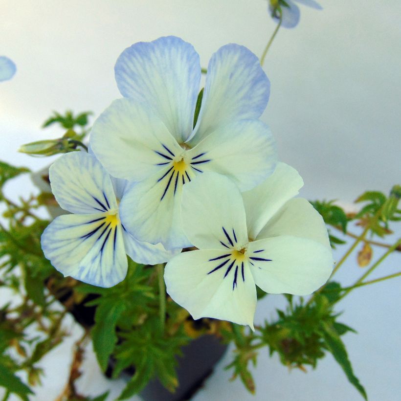 Viola cornuta Icy but spicy (Fioritura)