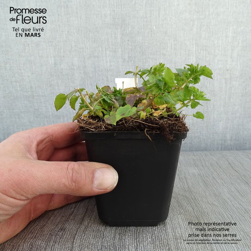 Viola cornuta Icy but spicy Vasetto da 8/9 cm esemplare consegnato in inverno