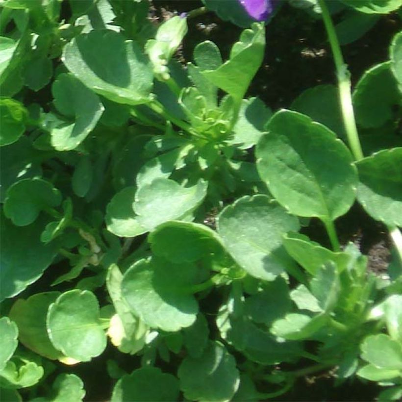 Viola cornuta Martin (Fogliame)