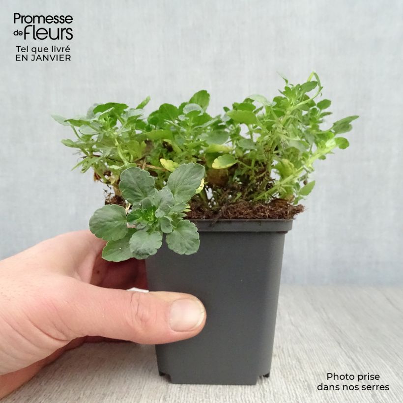 Viola cornuta Martin Vasetto da 8/9 cm esemplare consegnato in inverno