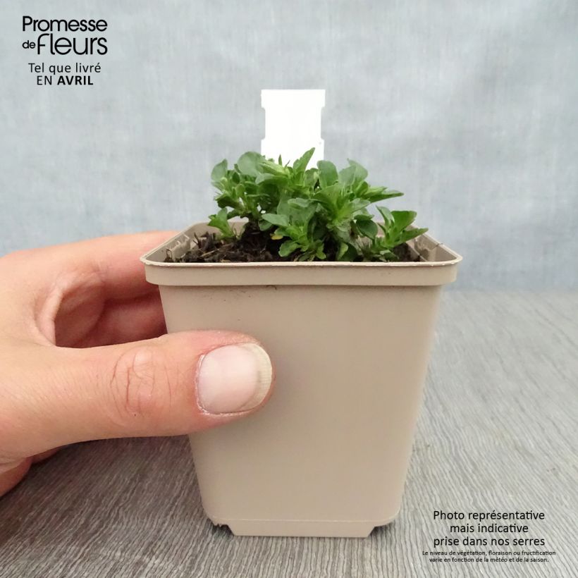 Viola cornuta Martin Vasetto da 8/9 cm esemplare consegnato in primavera