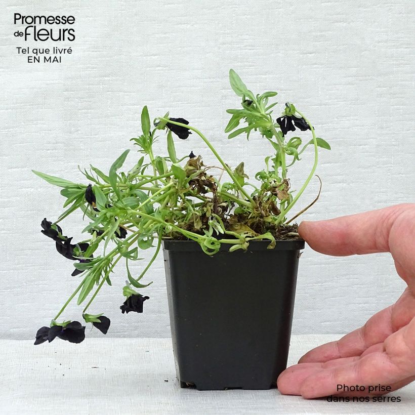 Viola cornuta Molly Sanderson Vasetto da 8/9 cm esemplare consegnato in primavera