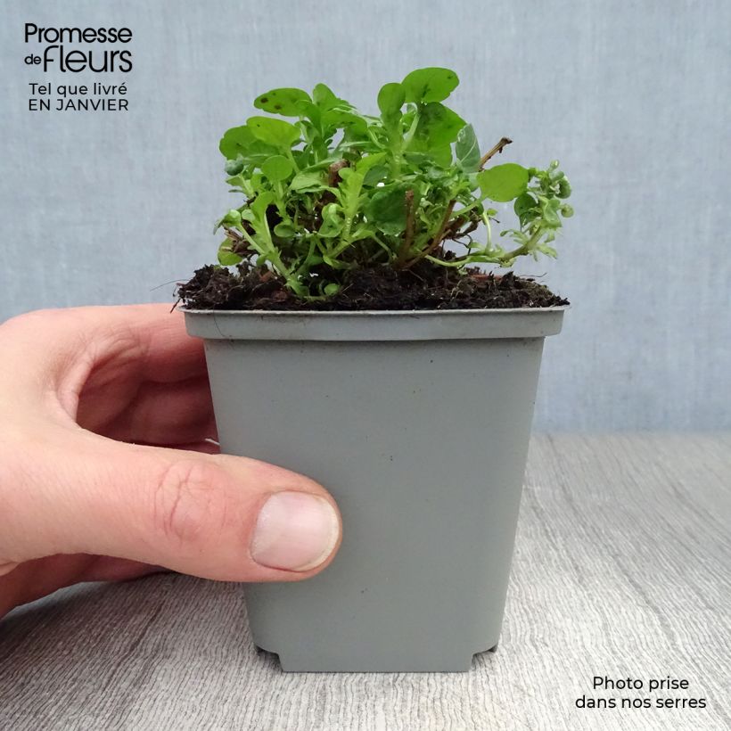 Viola cornuta Molly Sanderson Vasetto da 8/9 cm esemplare consegnato in inverno