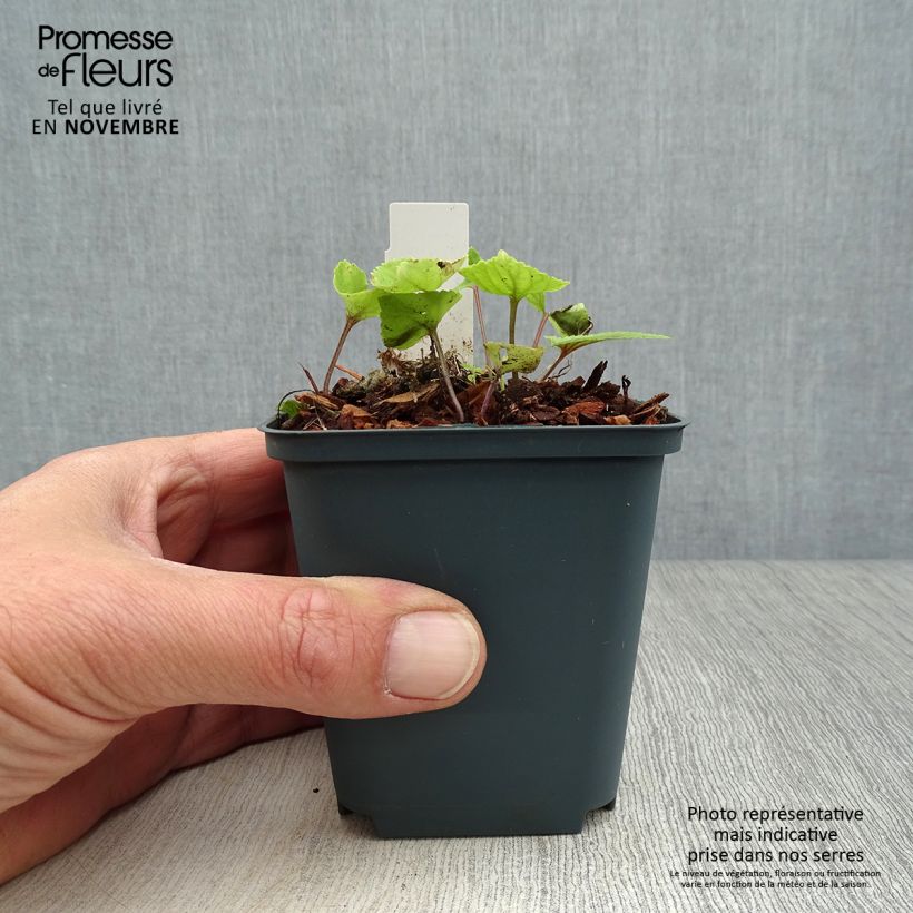 Esemplare di Viola koreana Mars Vasetto da 8/9 cm come consegnato in autunno