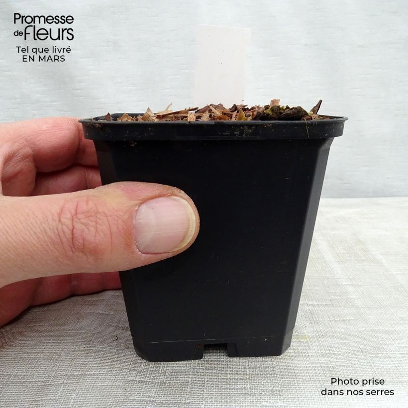 Viola koreana Mars Vasetto da 8/9 cm esemplare consegnato in inverno