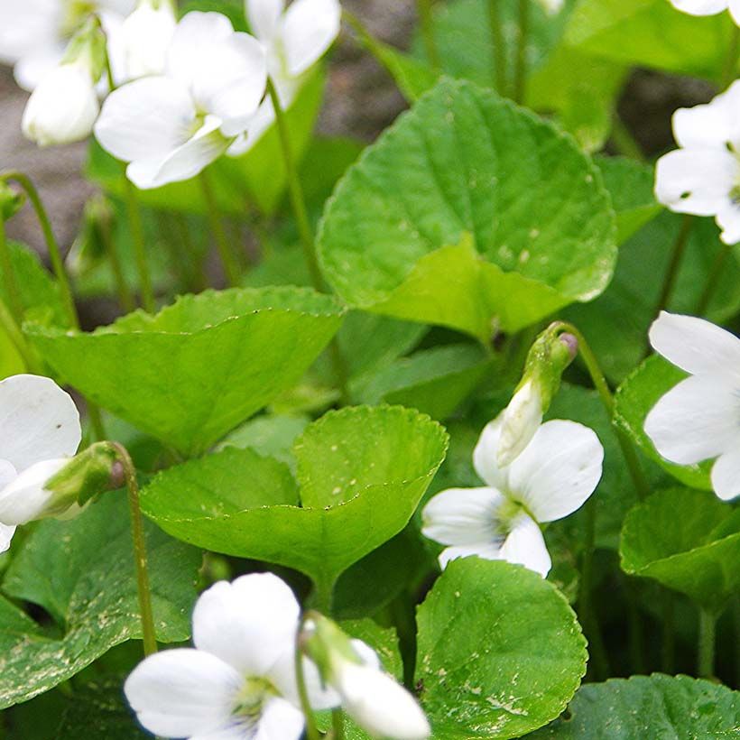 Viola sororia Albiflora - Viola sorella (Fogliame)