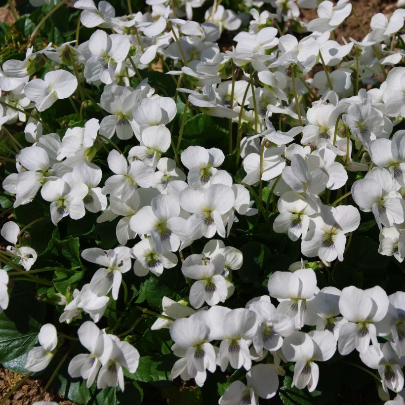 Viola sororia Albiflora - Viola sorella (Fioritura)
