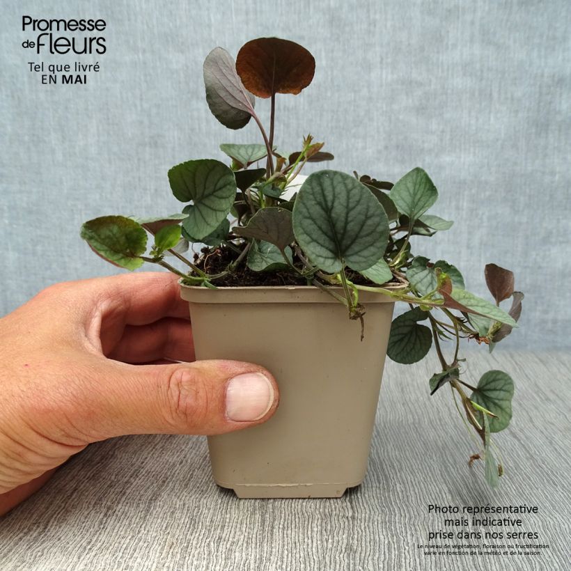 Viola walteri Silver Gem Vasetto da 8/9 cm esemplare consegnato in primavera