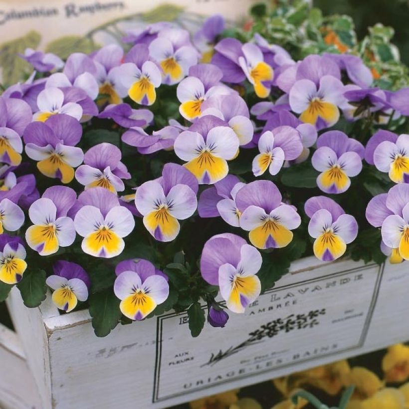 Viola cornuta F1 Kitty Surprise (Porto)