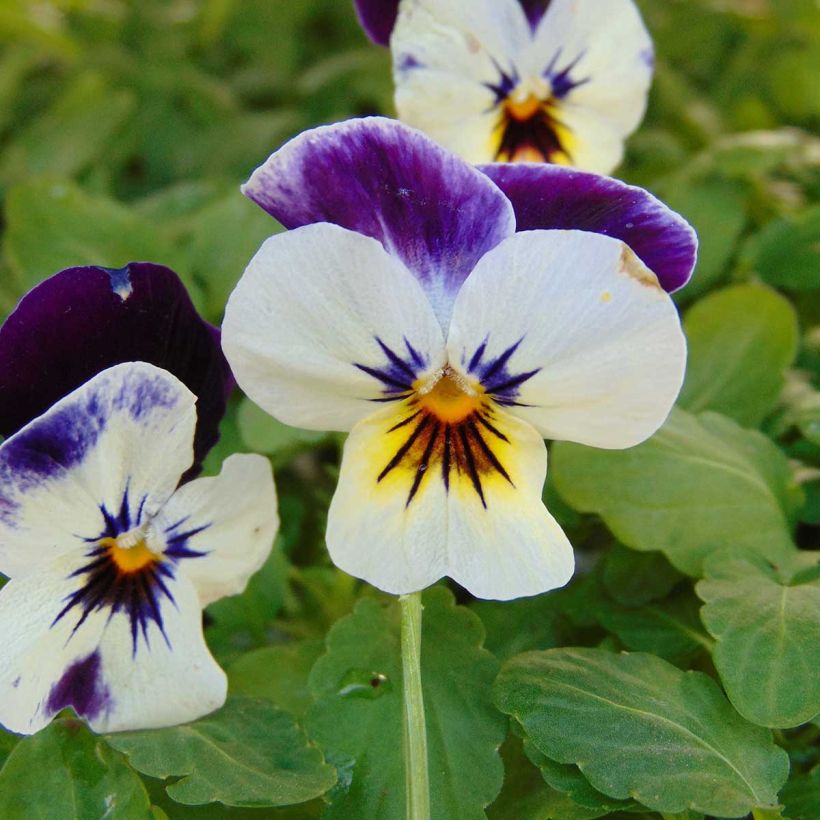 Viola cornuta Penny F1 Mickey (Fioritura)