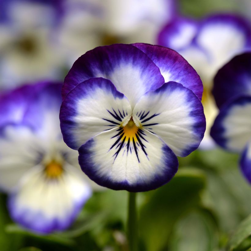 Viola cornuta Sorbet Xp Coconut Swirl (Fioritura)