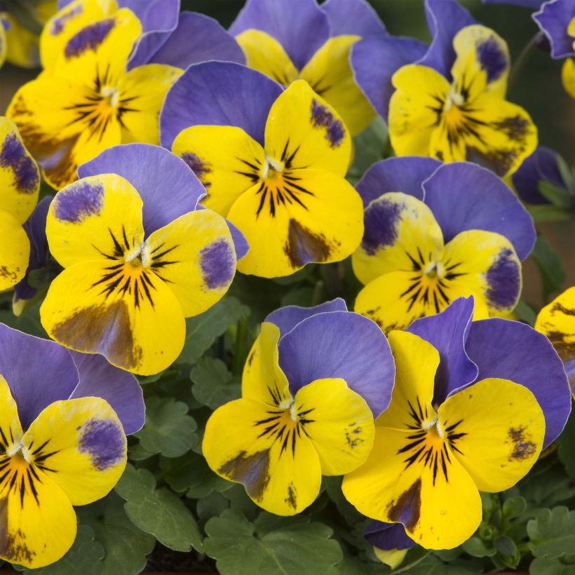 Viola cornuta Yellow Blue Jump-Up (Fioritura)