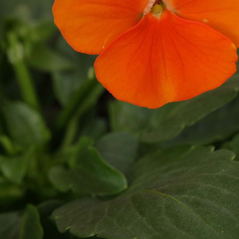 Viola cornuta Sorbet Xp Deep Orange (Fogliame)