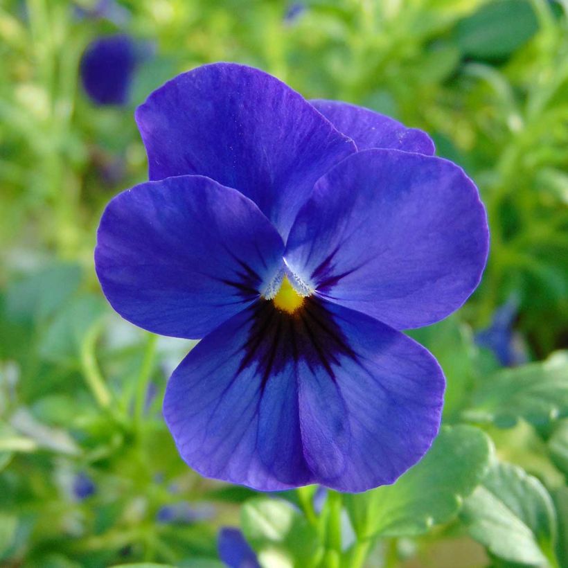 Viola cornuta Sorbet Xp F1 Blue Blotch (Fioritura)