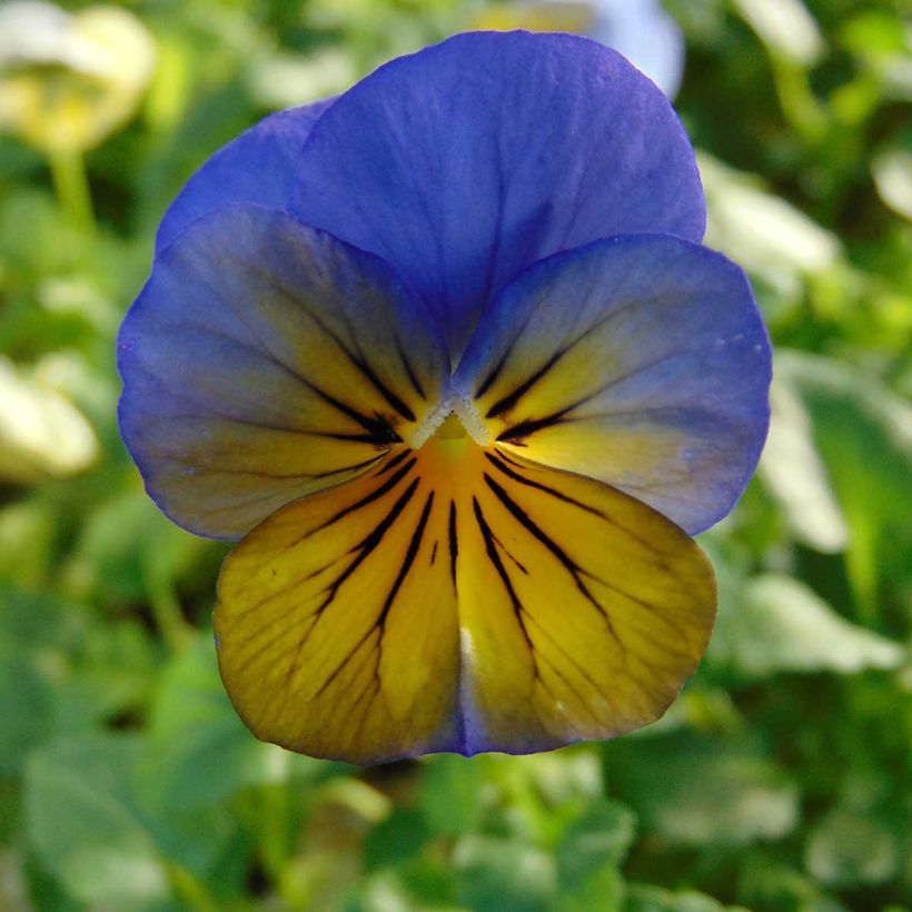 Viola cornuta Sorbet Xp Morpho (Fioritura)