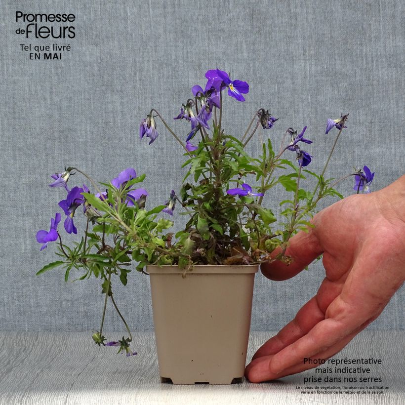 Viola corsica Vasetto da 8/9 cm esemplare consegnato in primavera