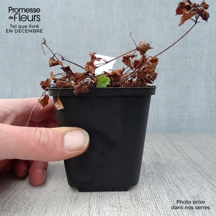 Viola reichenbachiana - Viola silvestre Vasetto da 8/9 cm esemplare consegnato in inverno