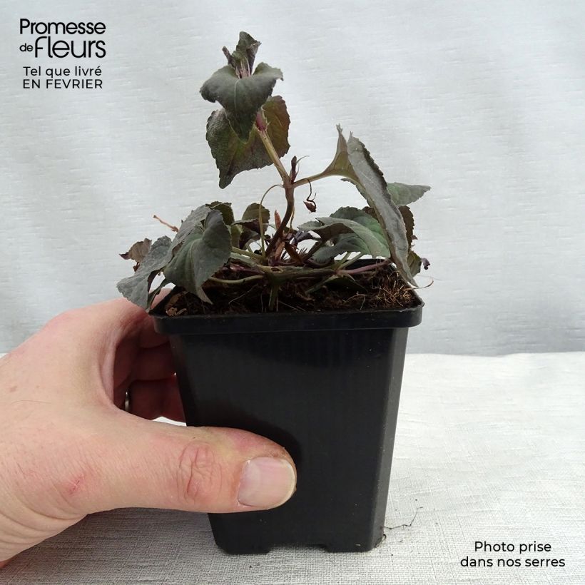 Viola riviniana var. purpurea Vasetto da 8/9 cm esemplare consegnato in inverno