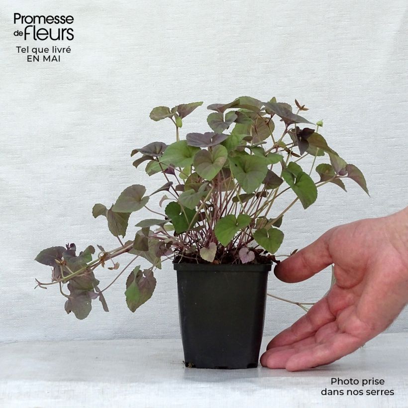 Viola riviniana var. purpurea Vasetto da 8/9 cm esemplare consegnato in primavera