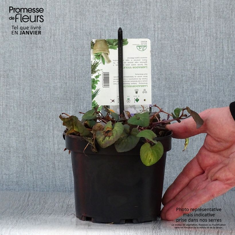 Viola riviniana var. purpurea Vaso da 1,5L/2L esemplare consegnato in inverno