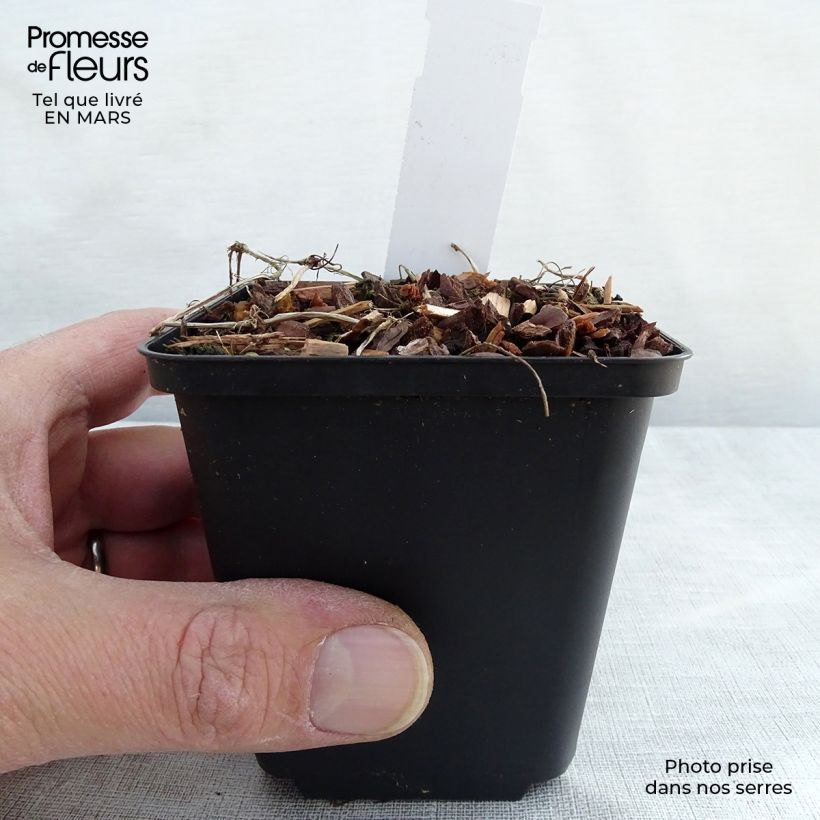 Viola hederacea Vasetto da 8/9 cm esemplare consegnato in primavera