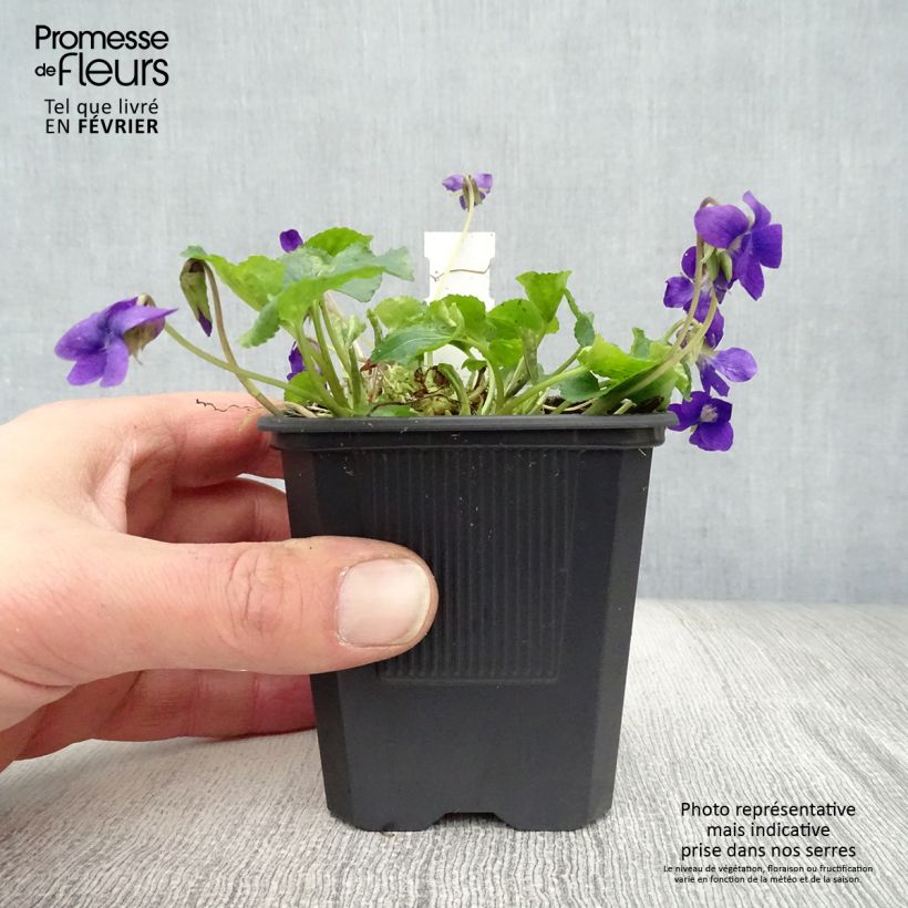 Viola mammola Mrs Pinehurst Vasetto da 8/9 cm esemplare consegnato in inverno