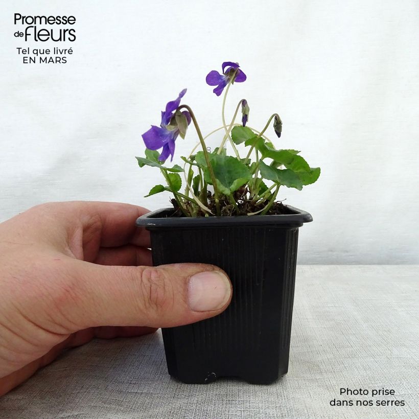 Viola mammola Mrs Pinehurst Vasetto da 8/9 cm esemplare consegnato in primavera