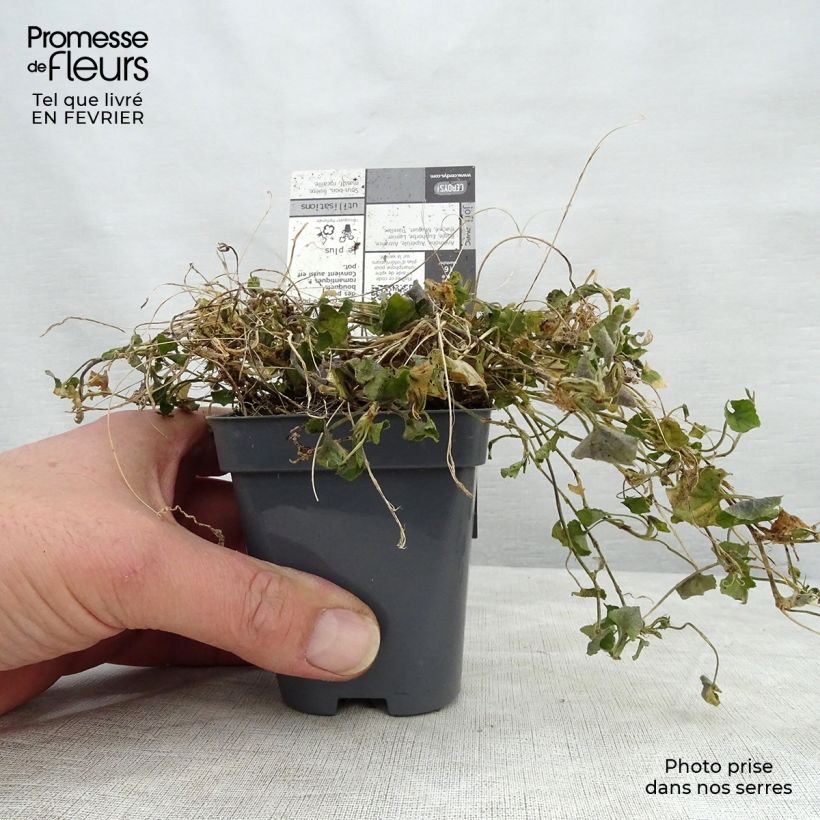 Viola suavis Parme de Toulouse Vasetto da 7/8 cm esemplare consegnato in inverno