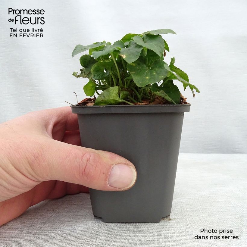 Viola mammola Vanilla Vasetto da 8/9 cm esemplare consegnato in inverno