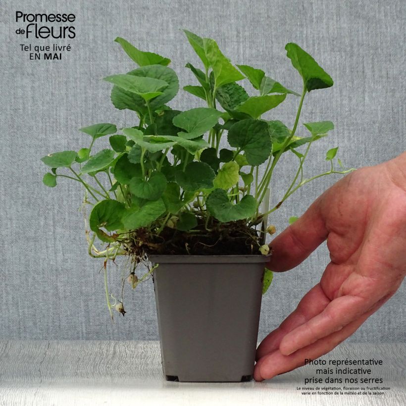 Viola mammola Alba Vasetto da 8/9 cm esemplare consegnato in primavera