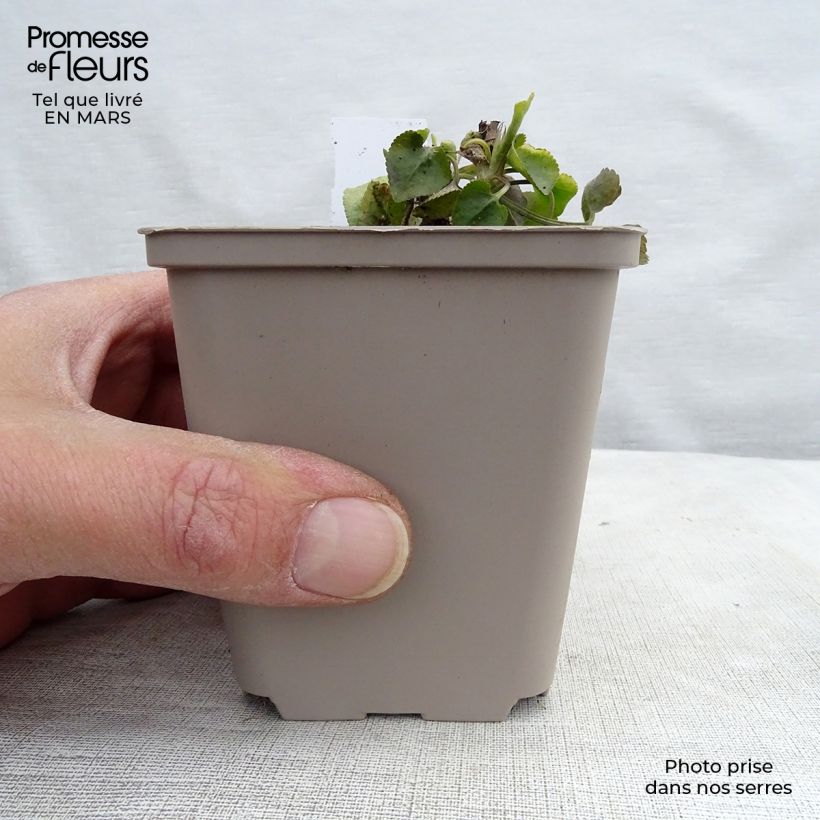 Viola odorata - Viola mammola Vasetto da 8/9 cm esemplare consegnato in inverno