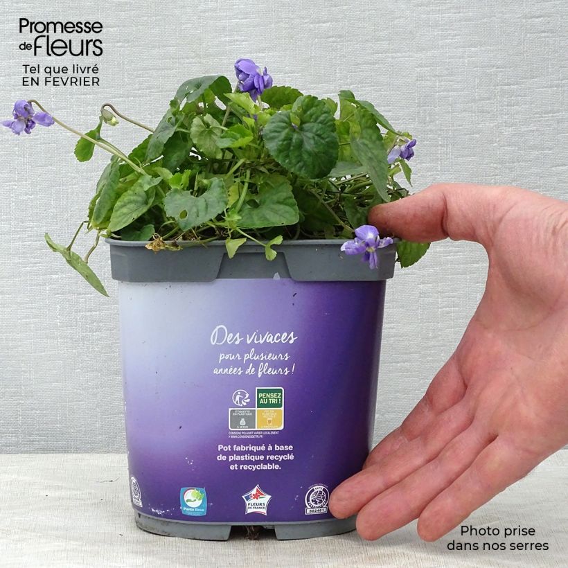Viola mammola Plena Vaso da 2L/3L esemplare consegnato in inverno