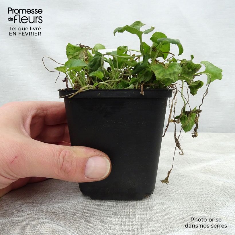 Viola mammola Red Charm Vasetto da 8/9 cm esemplare consegnato in inverno