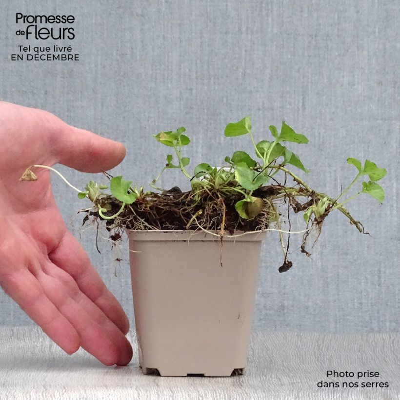 Viola mammola Reine Des Blanches Vasetto da 8/9 cm esemplare consegnato in inverno